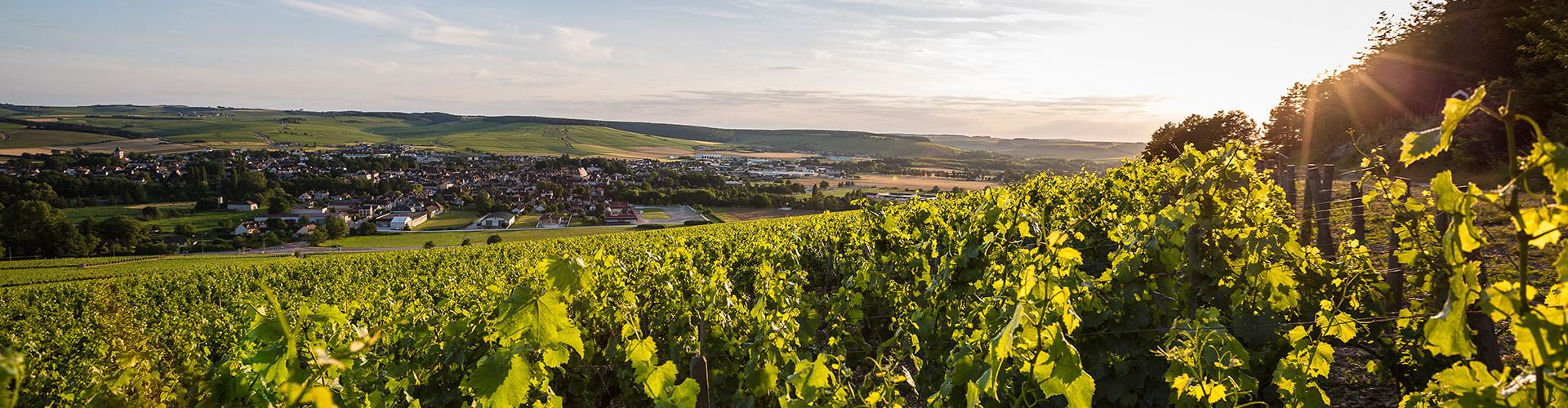Vineyards